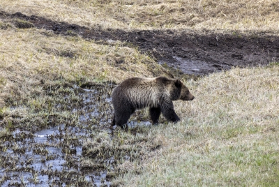 Grizzly Bear May 2025